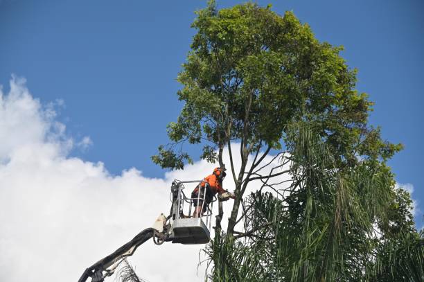 How Our Tree Care Process Works  in  Smithfield, NC