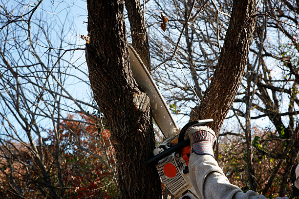 Professional Tree Care in Smithfield, NC