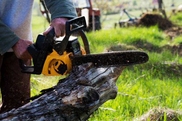 Best Tree Removal  in Smithfield, NC